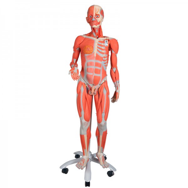 Double Sex Muscle Human Replica Figure (Disassembled into 45 Pieces)