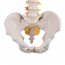 Flexible Spine Model: Classic Version