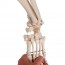 Physiological skeleton Phil: on five-wheeled rotating support (Special physiotherapy and osteopathy)