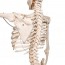 Physiological skeleton Phil: on five-wheeled rotating support (Special physiotherapy and osteopathy)