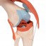 Knee joint (Functional model)
