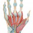 Hand skeleton model with ligaments and muscles