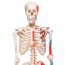 Max anatomical skeleton: with muscles on five-legged stand with wheels