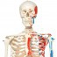 Max anatomical skeleton: with muscles and hanging on a metal stand with five wheels