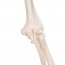 Leo anatomical skeleton: with articular ligaments and five-legged support with wheels