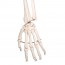 Leo anatomical skeleton: with articular ligaments and five-legged support with wheels