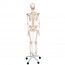Fred Deluxe Anatomical Skeleton - Flexible Skeleton on Five Legged Stand with Wheels