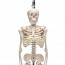 Shorty full mini skeleton on hanging stand