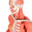 Female human figure with muscles (Detachable into 23 pieces)