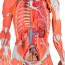 Full body dual sex human figure (Detachable into 39 pieces)