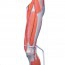 Leg muscle model removable into seven different pieces