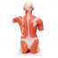 Detachable life-size muscle torso model (27 different parts)
