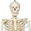 Life Size Skeleton 1.80 meters