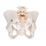 Female Pelvis Skeleton Anatomical Model