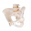 Female Pelvis Skeleton Anatomical Model