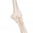 Stan anatomical classic skeleton: on five-legged stand with wheels