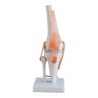 Joint Knee Natural Size Joint Knee Natural Size
