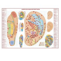 Auriculoacupuncture sheet (Measures: 50 x 70 cm)