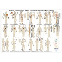 Meridians sheet: tendinomuscular, different, extraordinary, main and collateral branches (sheet measurements: 70x50 cm)