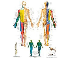 Anatomical films Anatomical films