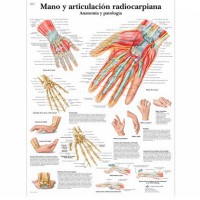 Anatomy Sheet: Hand and Radiocarpal Joint Anatomy Sheet: Hand and Radiocarpal Joint