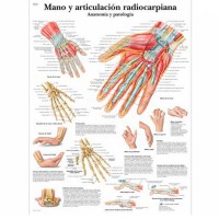Anatomy Sheet: Hand and Radiocarpal Joint