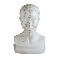 Anatomical model of the human head 21 cm: Engraving the location of the acupuncture points