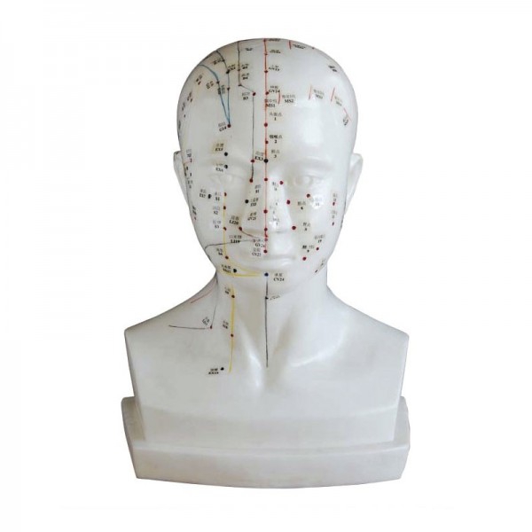 Anatomical model of the human head 21 cm: Engraving the location of the acupuncture points Anatomical model of the human head 21 cm: Engraving the location of the acupuncture points