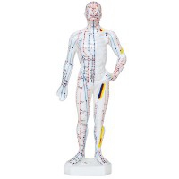 Anatomical Model of the Male Human Body 26 cm: 361 acupuncture points and 80 curious points