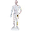 26 cm Male Human Body Anatomical Model: 361 acupuncture points and 80 curious points