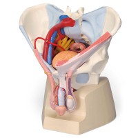 Anatomical model of the male pelvis with ligaments, vessels, nerves, pelvic floor and organs (Seven parts)