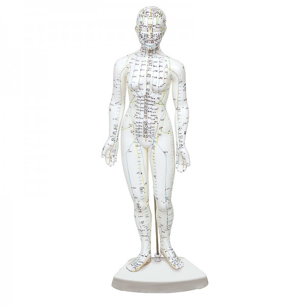 Female human body model 46 cm: 361 acupuncture points and 80 curious points