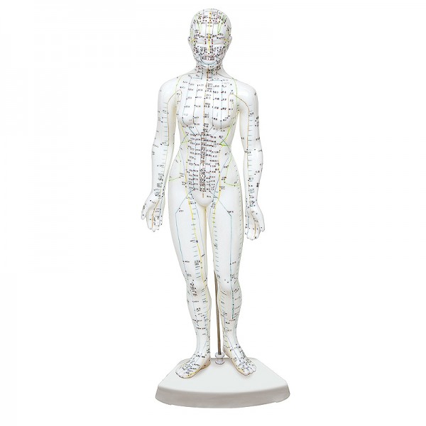 Female human body model 46 cm: 361 acupuncture points and 80 curious points Female human body model 46 cm: 361 acupuncture points and 80 curious points