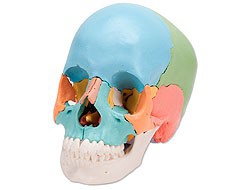 Anatomical Models Anatomical Models