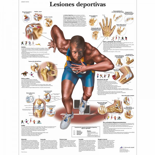 Anatomy Chart: Sports Injuries Anatomy Chart: Sports Injuries