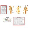 Plasticized triptych of the TCM anatomophysiology practical guide