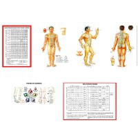 Plasticized triptych of the TCM anatomophysiology practical guide