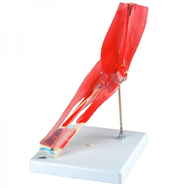 Elbow joint (Eight pieces) Elbow joint (Eight pieces)