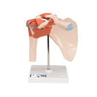 Functional model of the shoulder joint with ligaments