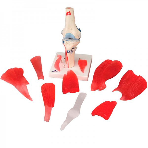 Knee Joint (12 Parts) Knee Joint (12 Parts)