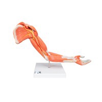 Muscle Arm Model: Six Different Parts