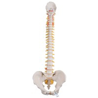 Flexible Spine Model: Classic Version