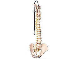 Vertrebral column Vertrebral column