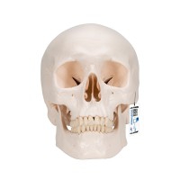 Classic skull model: Three different parts