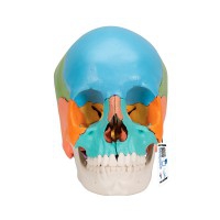 22-piece detachable skull model: Educational version