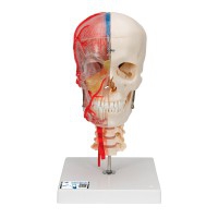 BONElike Deluxe Teaching Skull Model: Seven Different Parts
