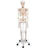Stan anatomical classic skeleton: on five-legged stand with wheels