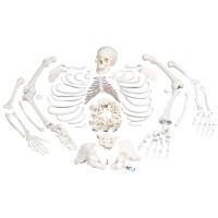 Complete disarticulated skeleton: with three-piece skull