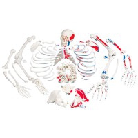 Complete disarticulated skeleton with description of muscles