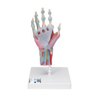 Hand skeleton model with ligaments and muscles